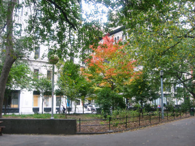 Maple Tree Foliage - Washington Square East