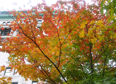 Maple Tree Foliage - Washington Square East