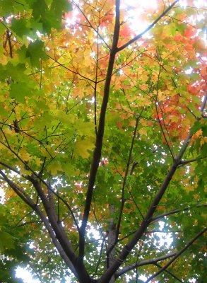 Maple Tree Foliage - Washington Square East