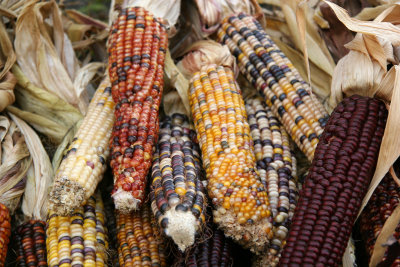 Farmer's Market Indian Corn