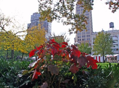 Red Leaf Hydrangea