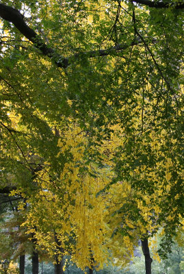 Park View - Elm Tree Foliage