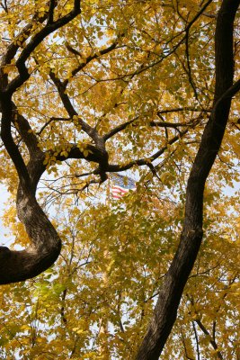 Elm Tree Foliage & USA Flag