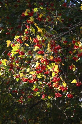 Hawthorne Tree Foliage & Berries near the Boat House