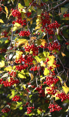 Hawthorne Tree Berries near the Boat House