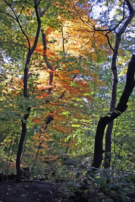 Ramble Path View