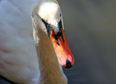 Swan at the Ramble Lakeshore Feeding Station
