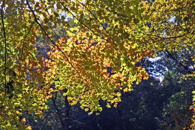Ramble Path View of Maple Foliage