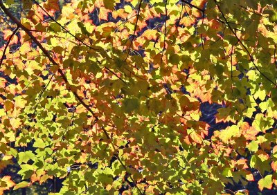 Ramble Path View of Maple Foliage