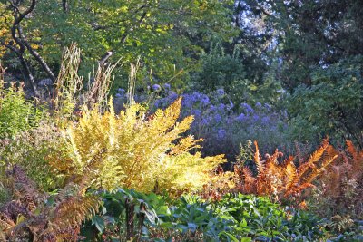 Shakespeare Garden Area - Ferns