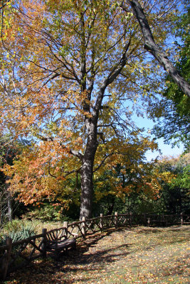 Belvedere Castle Wooded Area