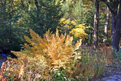 Shakespeare Garden Area - Ferns