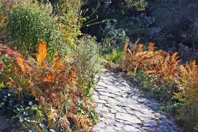 Shakespeare Garden Area - Ferns