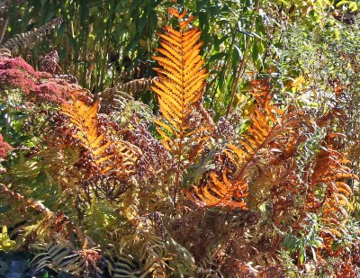 Shakespeare Garden Area - Ferns