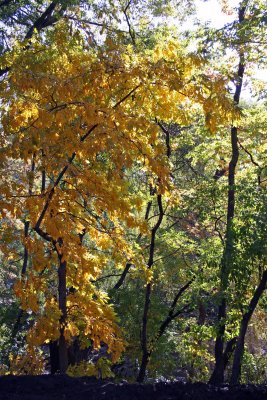 Fall Foliage near CPW at 78th Street