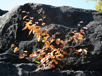 Rocks & Foliage at Hearnshead