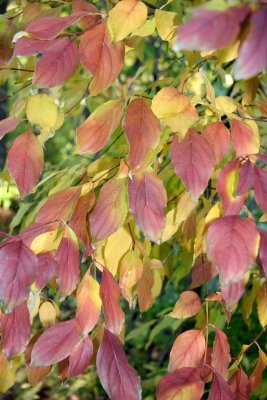 Fall Foliage