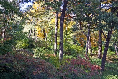 Wooded Area near the Eastside Entrance to Strawberry Fields