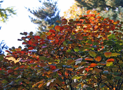 Eastside Entrance to Strawberry Fields - Fothergilla Bushes