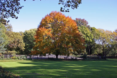 Maple Tree on at Bowling Green