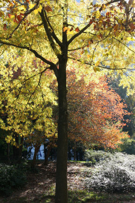Fall Foliage - Central Park South