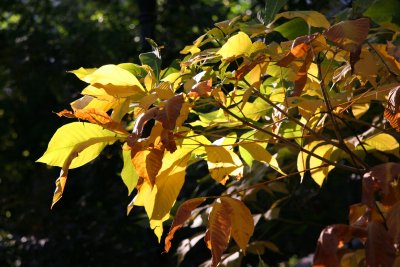 CPS Fall Foliage