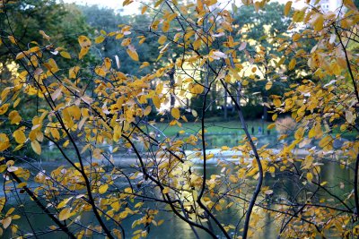 Pond View