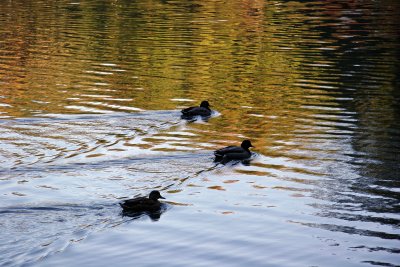 Three Ducks with Late Afternoon Water Reflections