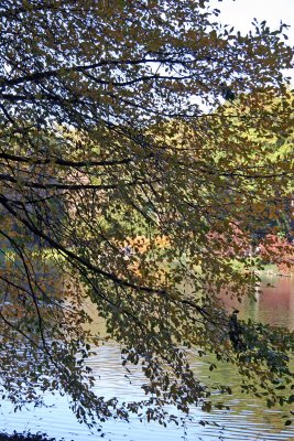 Pond Foliage