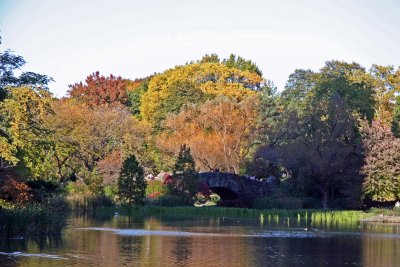 Pond Foliage