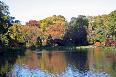 Pond Foliage