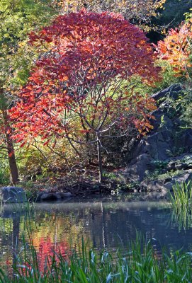 Pond View - Red Sumac Foliage