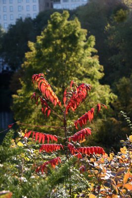 Pond View - Red Sumac Foliage