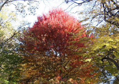 Maple Tree Foliage at Chess Corner