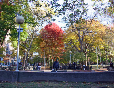 Maple Tree Foliage at Chess Corner
