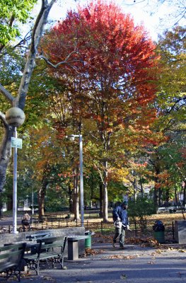 Leaf Blower - Maple Tree Foliage at Chess Corner