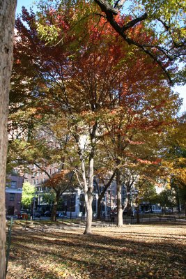 Maple Tree Foliage at Chess Corner