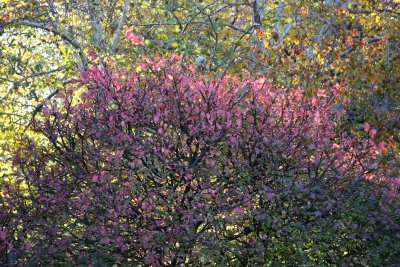 Burning Bush Foliage