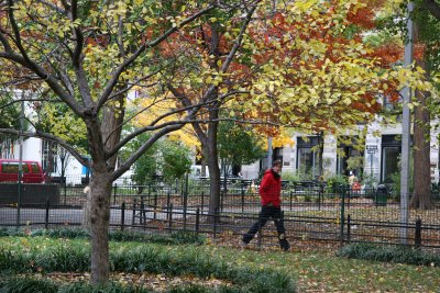 Crab Apple & Maple Tree at Washington Square East