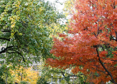 Maple & Osage Orange Foliage at Washington Square East