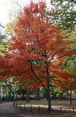 Maple Tree at Washington Square East