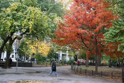 Maple & Osage Orange Foliage at Washington Square East