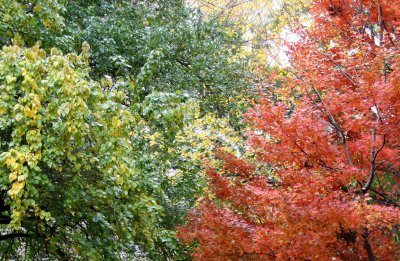 Maple & Osage Orange Foliage at Washington Square East