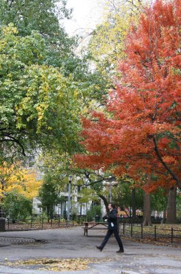 Maple & Osage Orange Foliage at Washington Square East