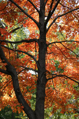 Maple Tree at Washington Square East