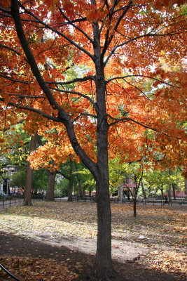 Maple Tree at Washington Square East