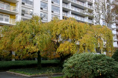 Cherry Tree Foliage