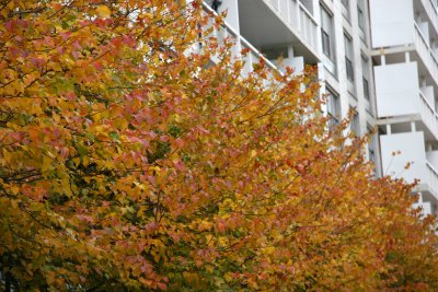 Hawthorne Tree Foliage