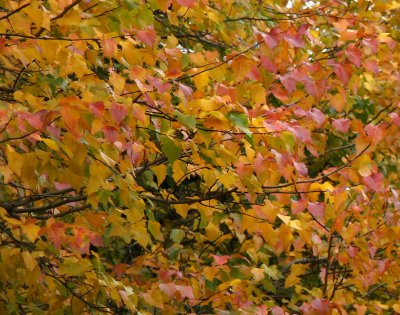 Hawthorne Tree Foliage