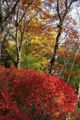 Fall Foliage near the Entrance of Fort Tryon Park